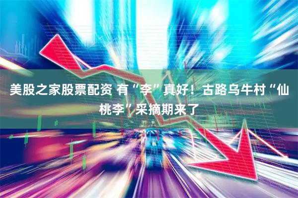 美股之家股票配资 有“李”真好！古路乌牛村“仙桃李”采摘期来了